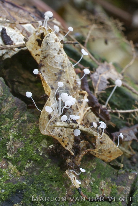 Witte eikenbladmycena - Mycena polyadelpha
